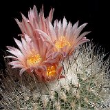 Rapicactus pailanus JM ex Lau1035 Sierra de la Paila 2200-2300m, Coahuila, Mexico (small quantity)   ÉPUISÉ - OUT of STOCK - AGOTADO